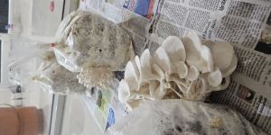 Fresh Oyster Mushroom