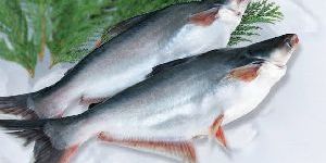 Fresh Vietnam Basa Fish