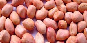 Groundnut Kernels