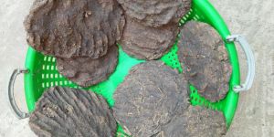 Cow Dung