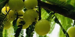 Green Amla
