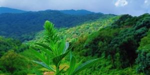 Hill Station Packages