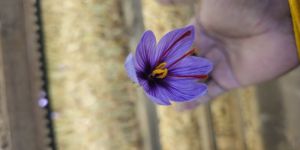 Mongra Saffron