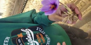 Saffron Flowers