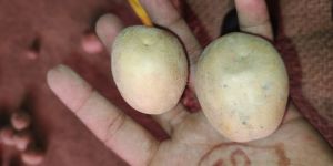 White a Grade Potato