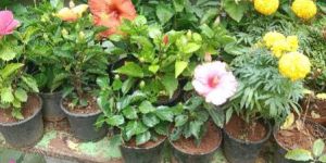 Nursery Plant Supply Service