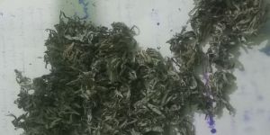 Mugworth Tea