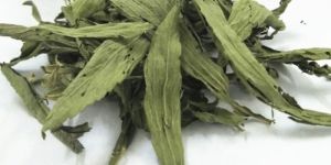 Stevia Leaf