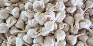 Fresh Garlic
