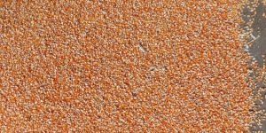 Maize Seeds