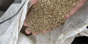 Browntop Millets