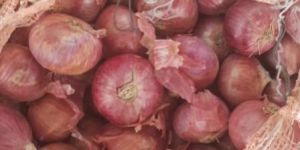Red Onions