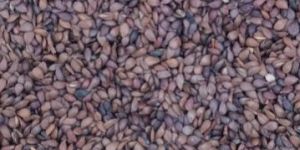 Apple Seed
