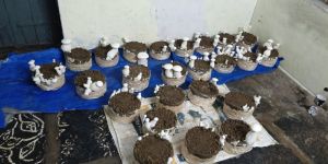 Milky Mushroom