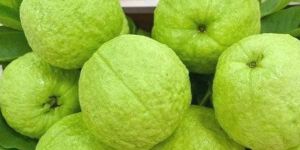 Fresh Guava