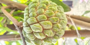 Custard Apple