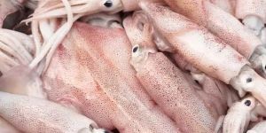 Kanava Squid Fish