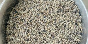 Guar Seeds