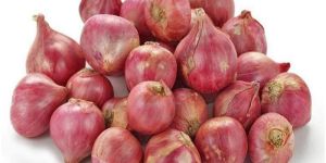 Shallots Onion