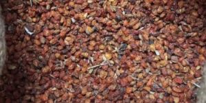 Dry Sea Buckthorn Berries