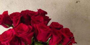 Dutch Roses