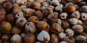 Fresh Husked Mature Coconut