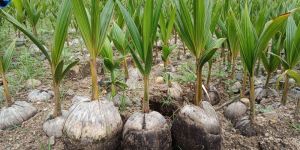 Coconut Plants