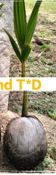 Txd and Dxt Hybrid Coconut Plant