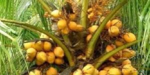 Hybrid Coconut Tree