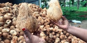 Semi Husked Coconuts