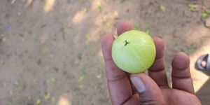 Amla
