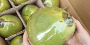Green Tender Coconut