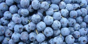 Frozen Indian Blueberry