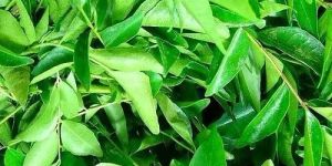 Natural Kamini Leaves