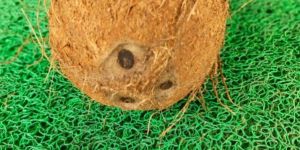 Fully Husked Coconut