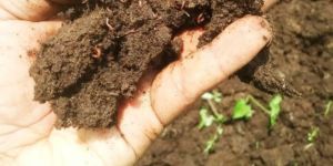 Vermicompost