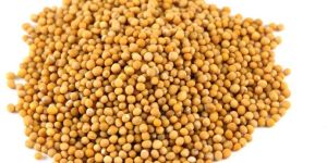 Yellow Mustard Seeds