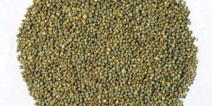 Green Millet Seeds