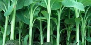 G9 Banana Plant
