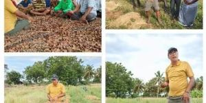 Organic Moringa Leaf Cultivation and Processing Services