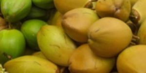 Green Tender Coconut