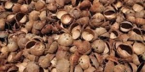 Coconut Shell