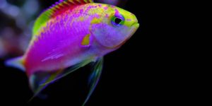 Live Ornamental Fishes