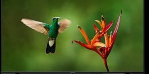 Panasonic smart-tv TH-43GS595DX