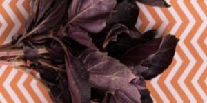 RED RUBIN BASIL