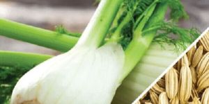 Fennel