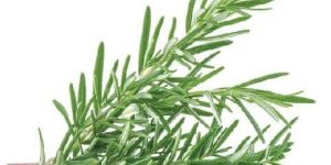 Fresh Rosemary