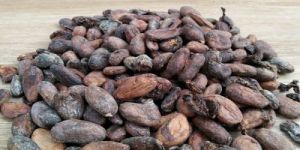 Unsorted Cocoa Beans