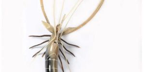 Hand Made Horn Prawn
