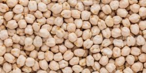 Chickpea